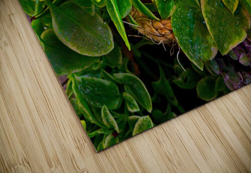 Saturated Succulents UpThereAgain Photography puzzle