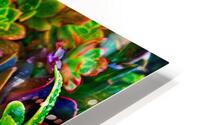 Saturated Succulents HD Metal print