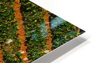 Bean Field HD Metal print