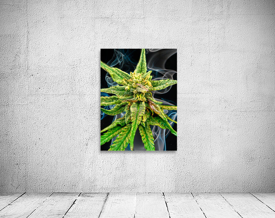 Bud TripleG Wall Preview
