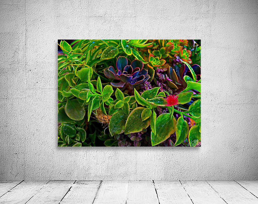 Saturated Succulents Wall Preview