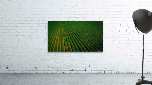 Close Bean Field2 Wall Preview