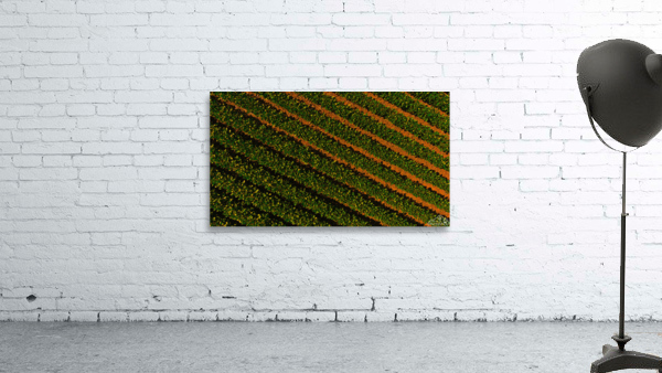 Bean Field Wall Preview