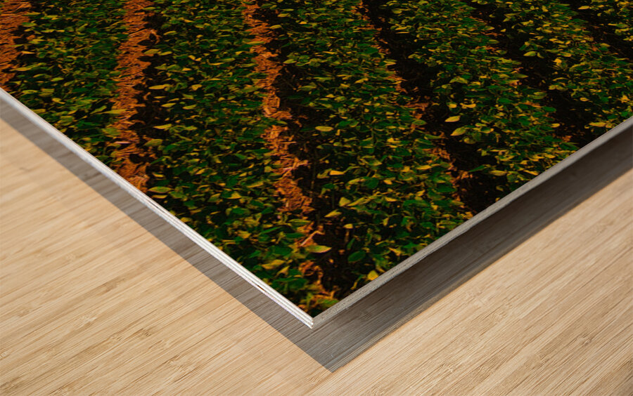 Bean Field Wood print