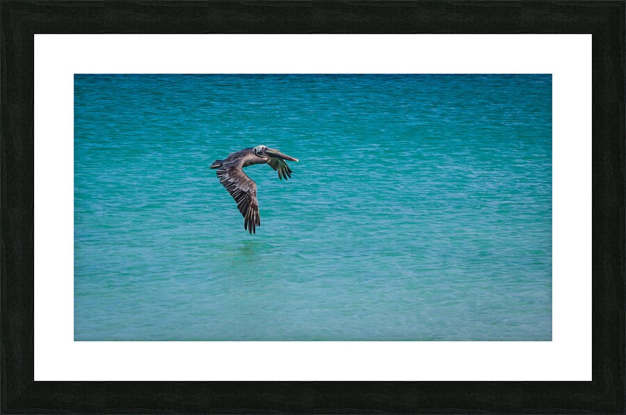 Sea Gull Adventure Picture Frame print