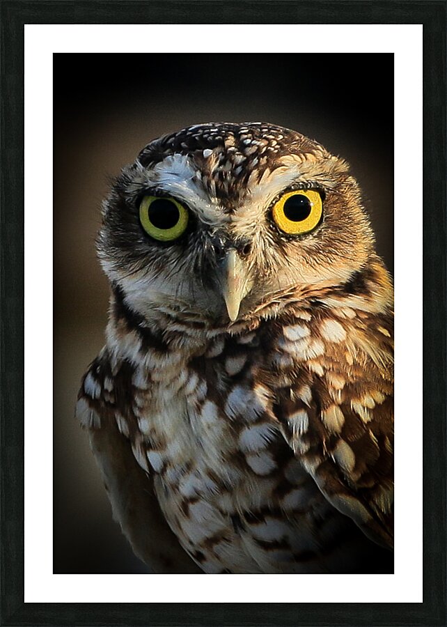 Owl Picture Frame print