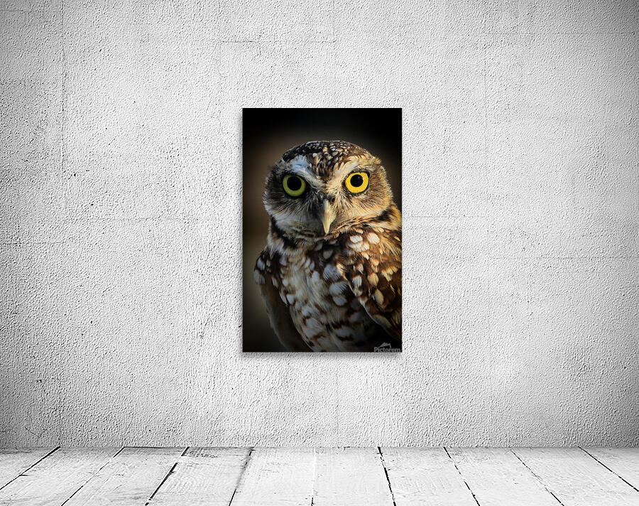 Owl Wall Preview