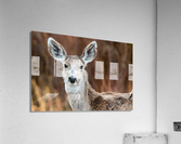 Always Listening Acrylic Print