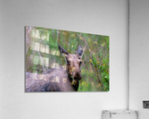 Evening Snack Acrylic Print