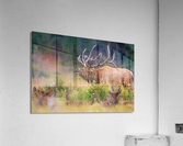 Elk Bugling Acrylic Print