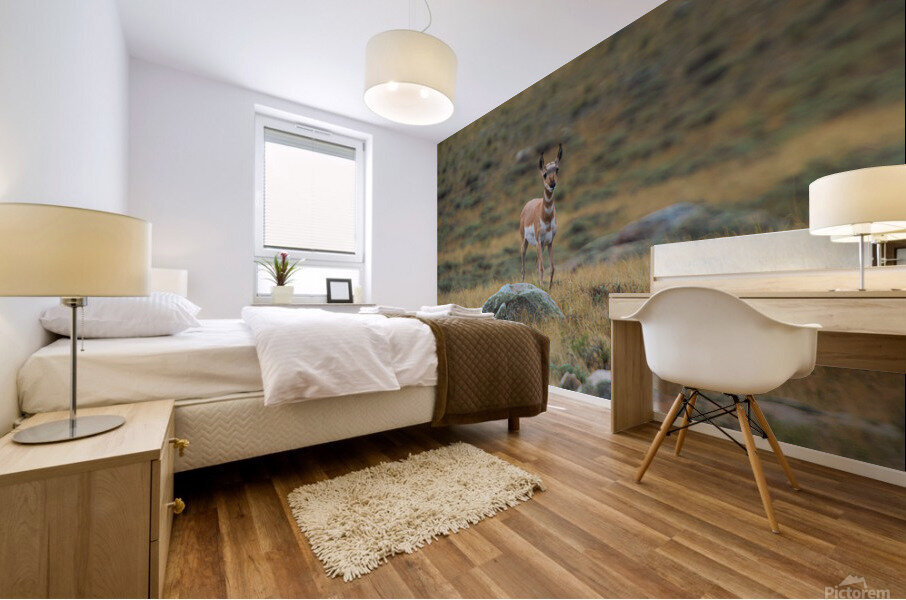 Young Antelope Mural print