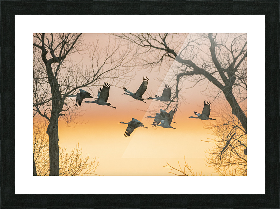 Evening Flight Picture Frame print