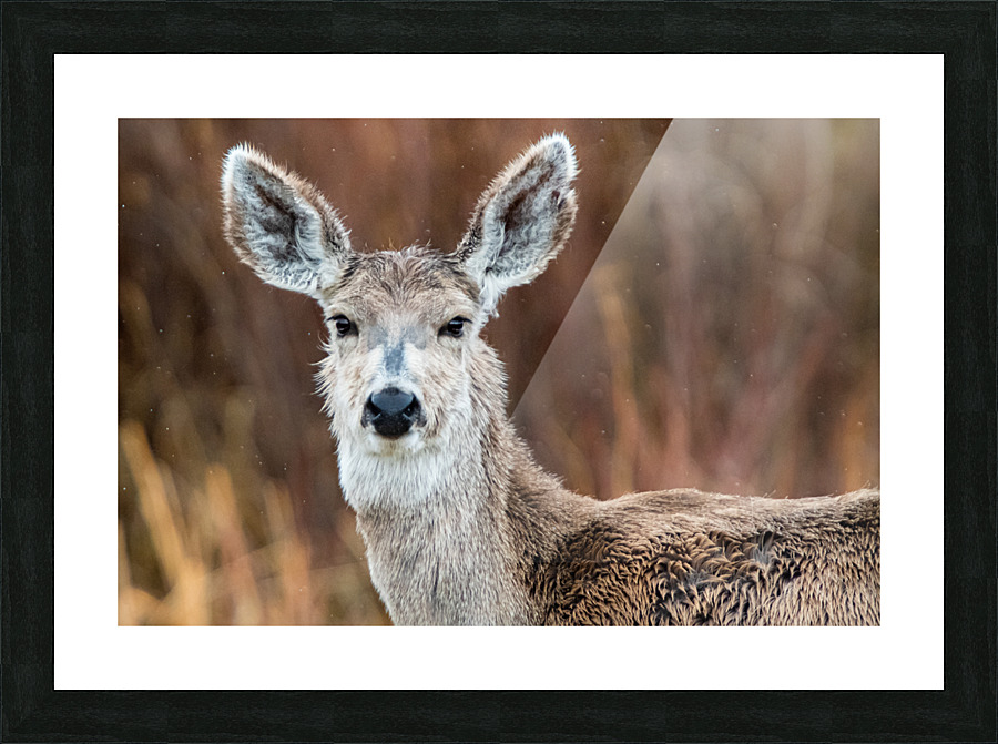 Always Listening Picture Frame print