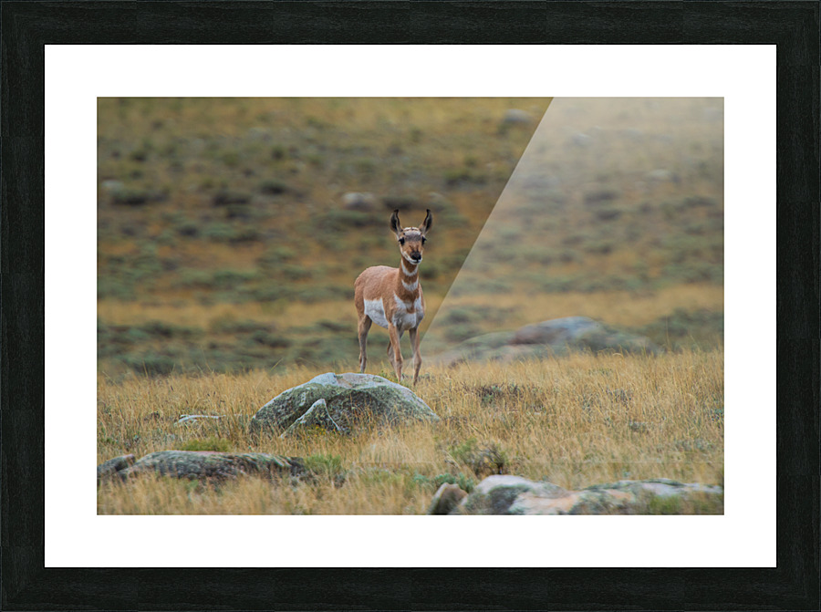 Young Antelope Picture Frame print
