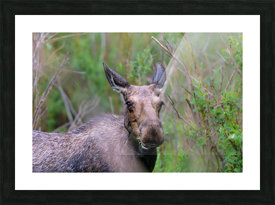 Evening Snack Picture Frame print