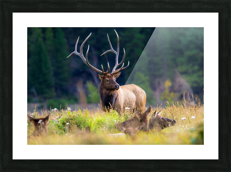 Watching over the Herd Picture Frame print