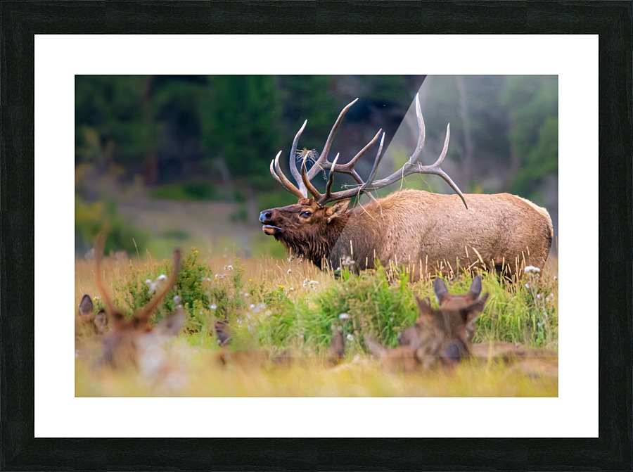 Elk Bugling Picture Frame print