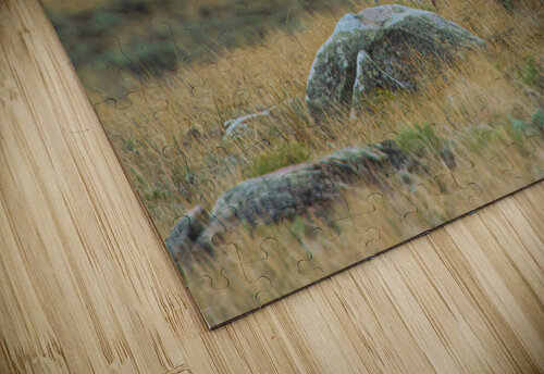 Young Antelope Philip Sanders puzzle