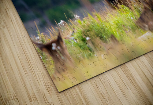 Watching over the Herd Philip Sanders puzzle