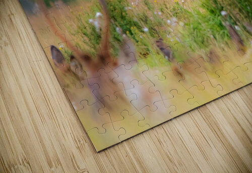 Elk Bugling Philip Sanders puzzle
