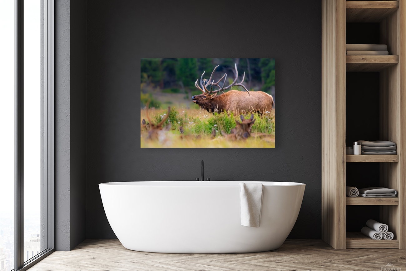 Elk Bugling Reproduction