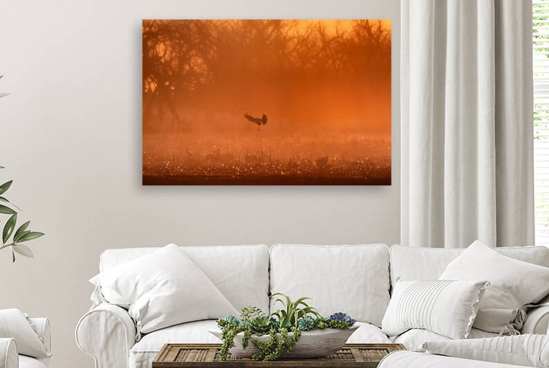 Evening with the Sandhill Cranes by Philip Sanders