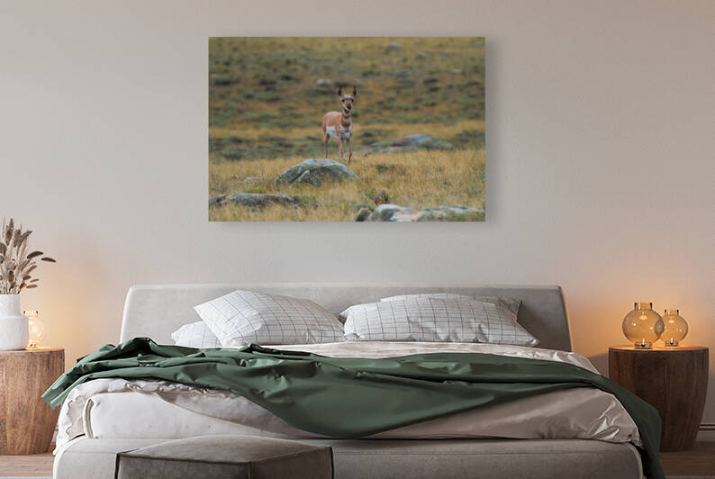 Young Antelope by Philip Sanders