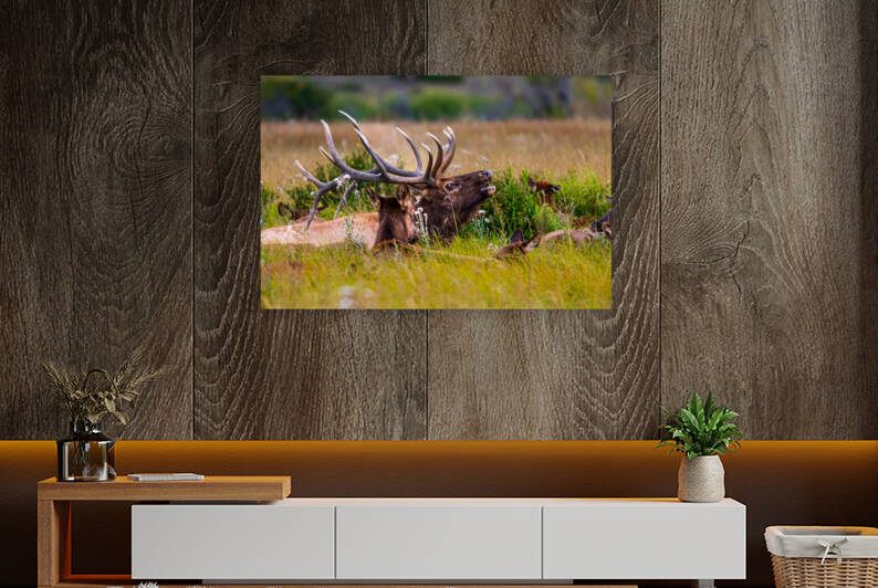 Wapiti in Rocky Mountain National Park by Philip Sanders