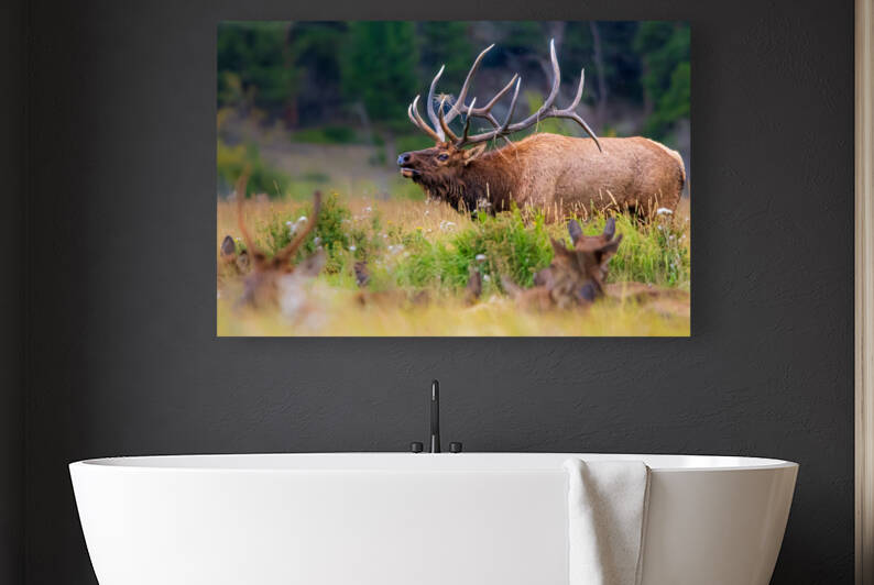 Elk Bugling by Philip Sanders