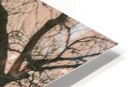 Evening Flight HD Metal print