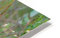 Evening Snack HD Metal print