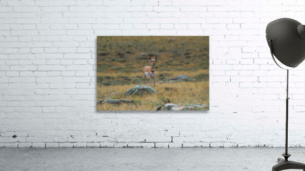 Young Antelope Wall Preview