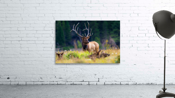 Watching over the Herd Wall Preview