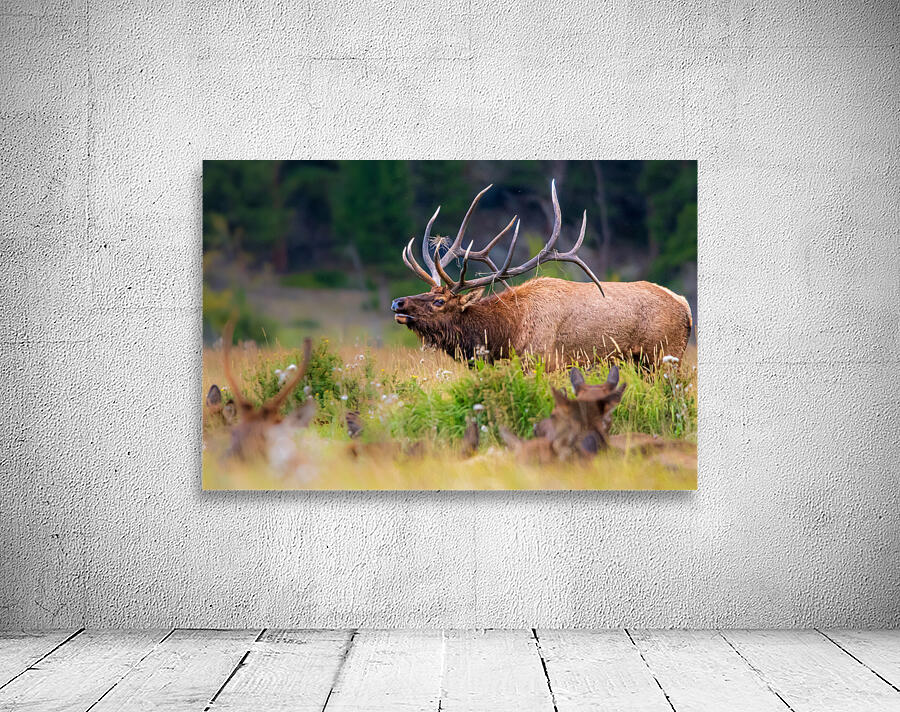 Elk Bugling Wall Preview