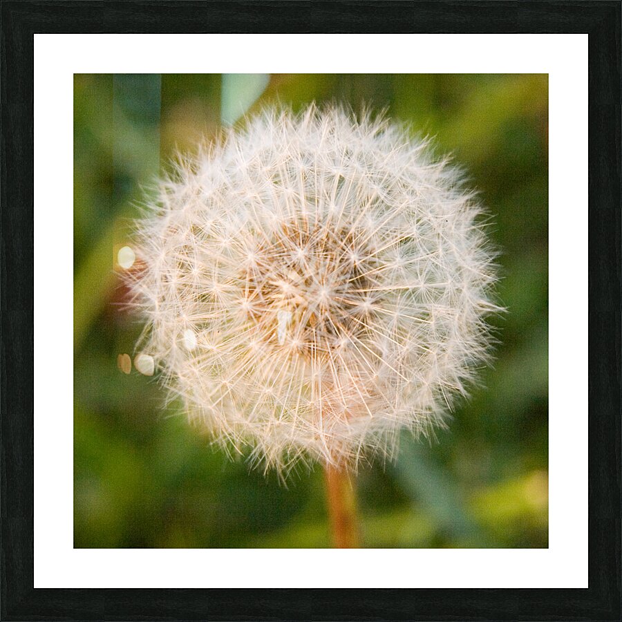 Wishing Flower Picture Frame print