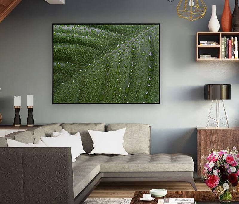 Peace Lily Tears Reproduction