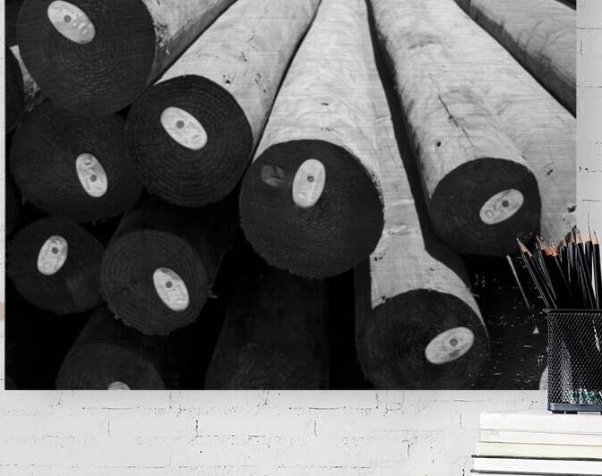 Timber Reproduction