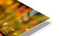 Take Your Pick HD Metal print
