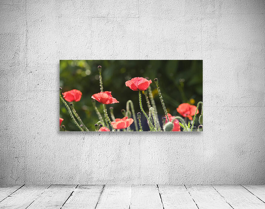 Poppies Ablaze Wall Preview