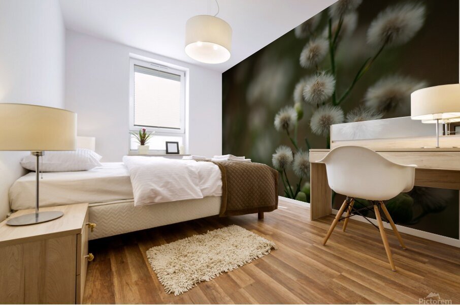Fleabane  Mural print