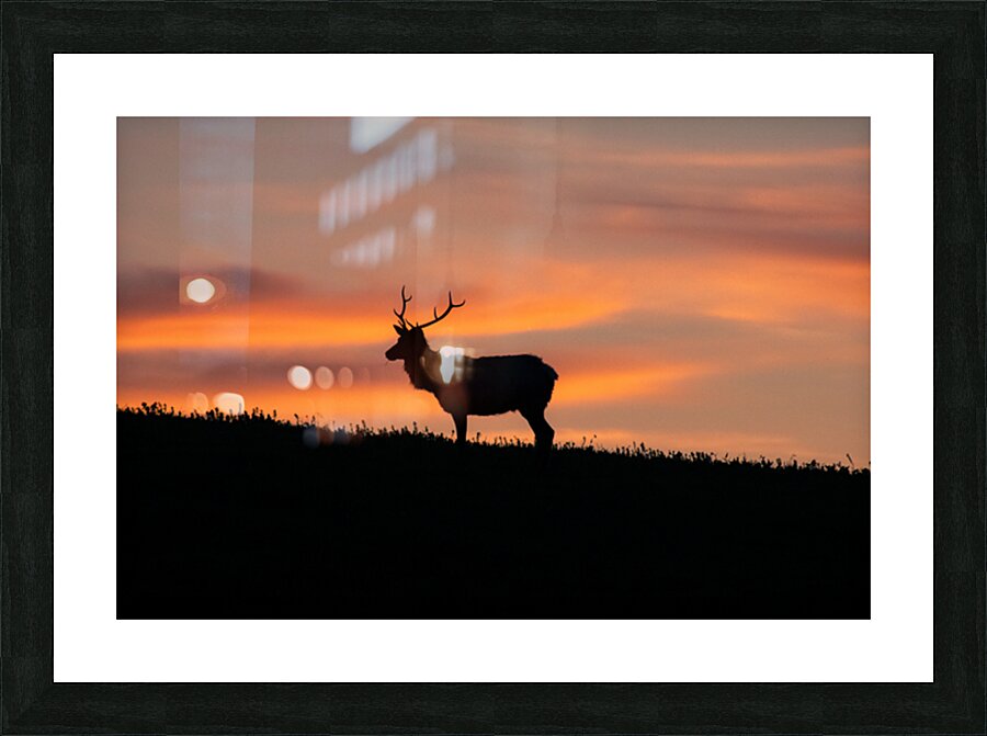 Point Reyes Elk Picture Frame print