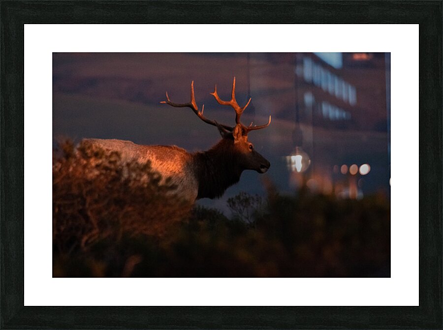 Sunset Elk Picture Frame print