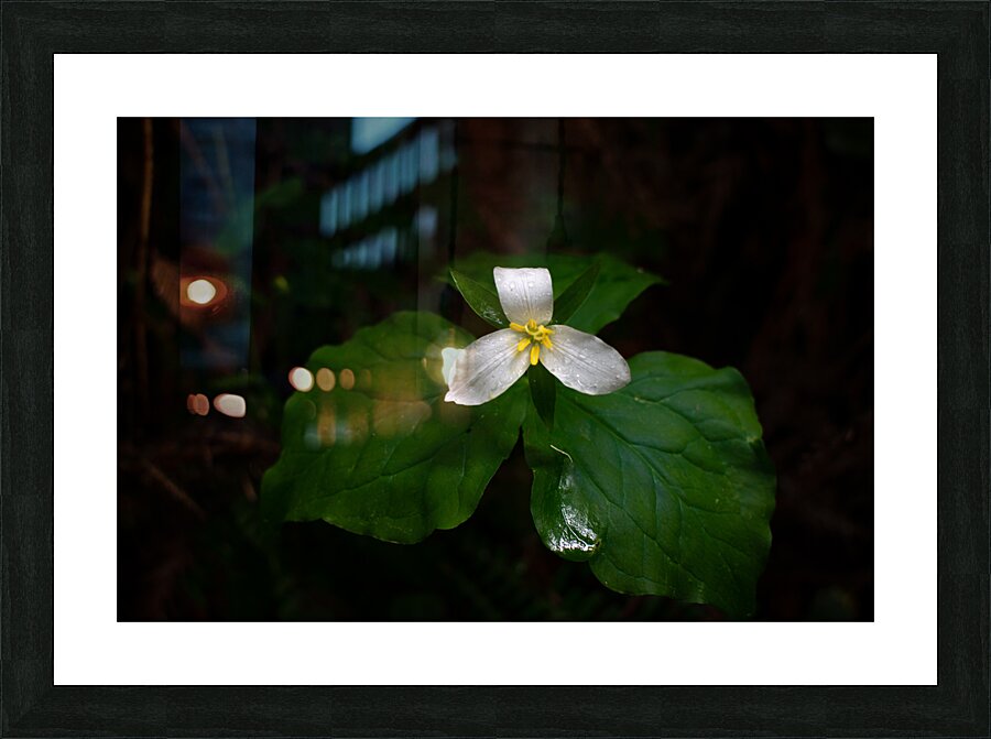Blooming Trillium Picture Frame print