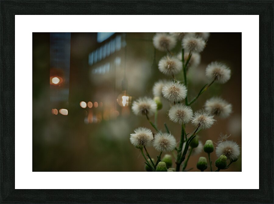 Fleabane  Picture Frame print