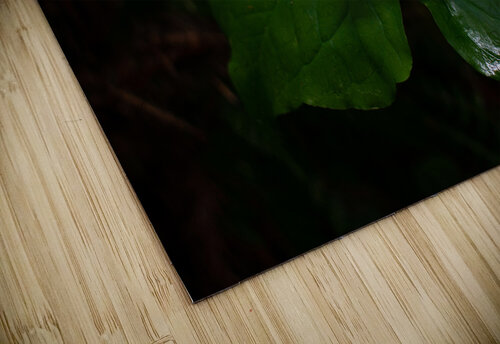 Blooming Trillium Noah Chapman puzzle