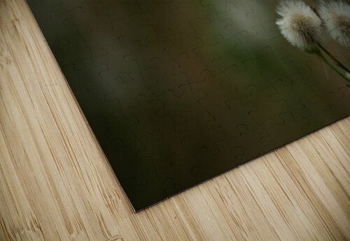 Fleabane  Noah Chapman puzzle