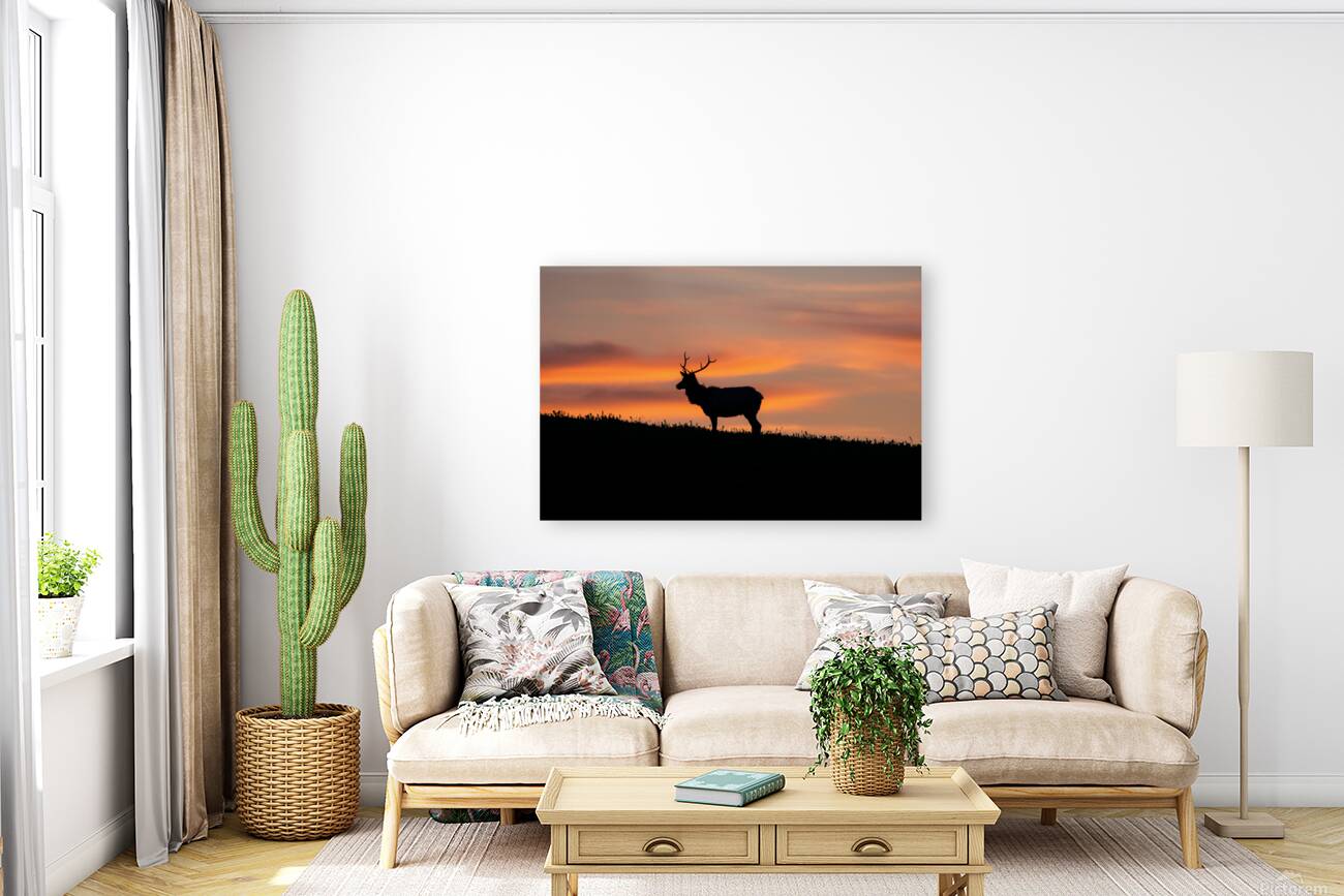 Point Reyes Elk Reproduction