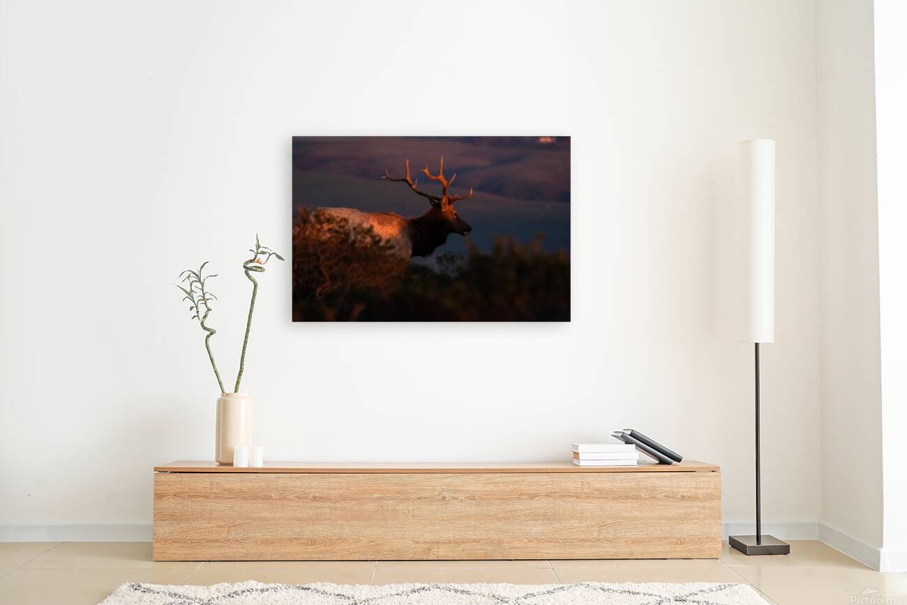 Sunset Elk Reproduction