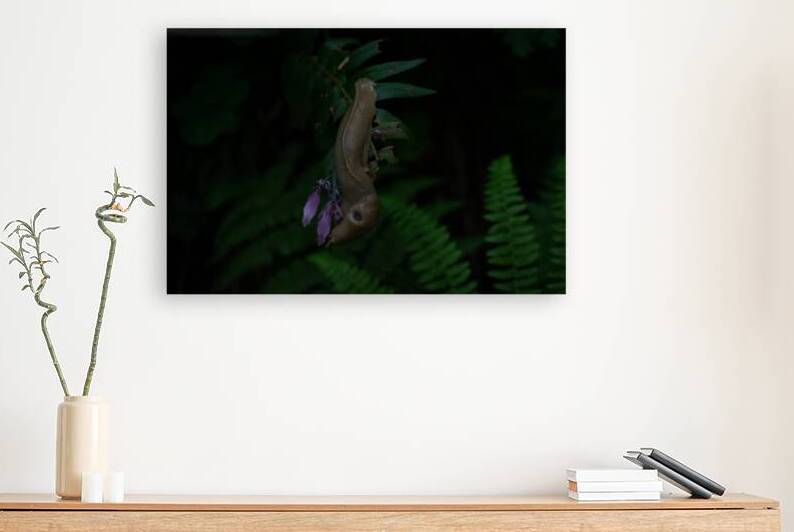 Banana slug on a flower by Noah Chapman