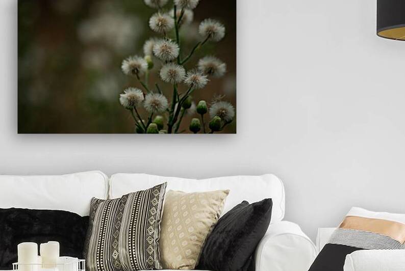 Fleabane  by Noah Chapman